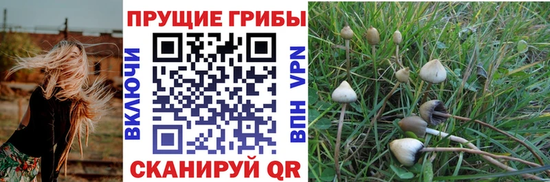 Галлюциногенные грибы Magic Shrooms  Купить  Белокуриха 